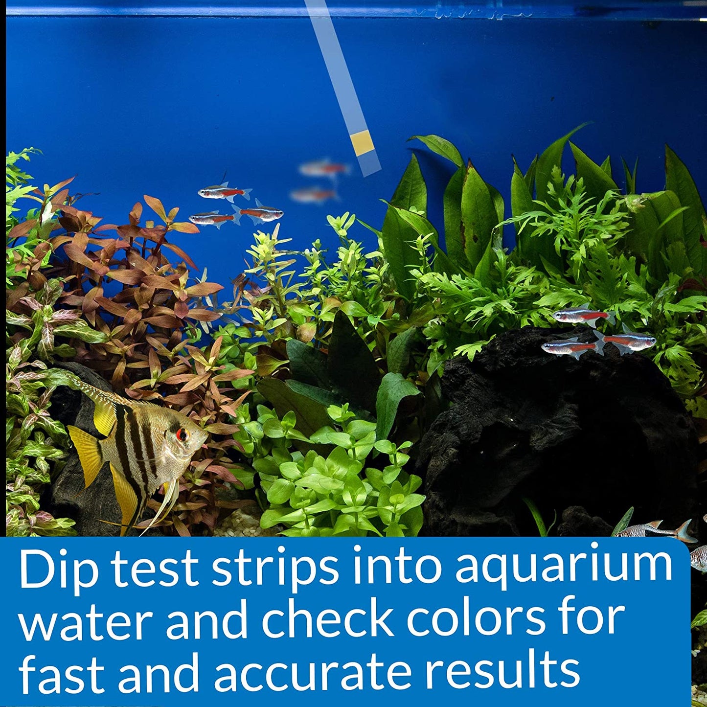 API Ammonia Test Strips NH3 / NH4 for Freshwater and Saltwater Aquariums