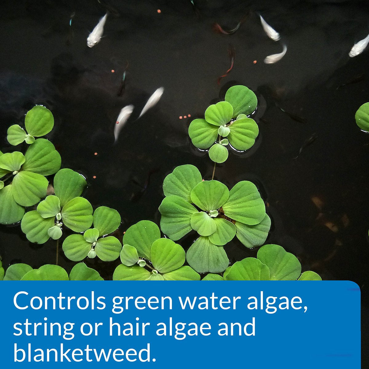 API Pond AlgaeFix Controls Algae Growth and Works Fast