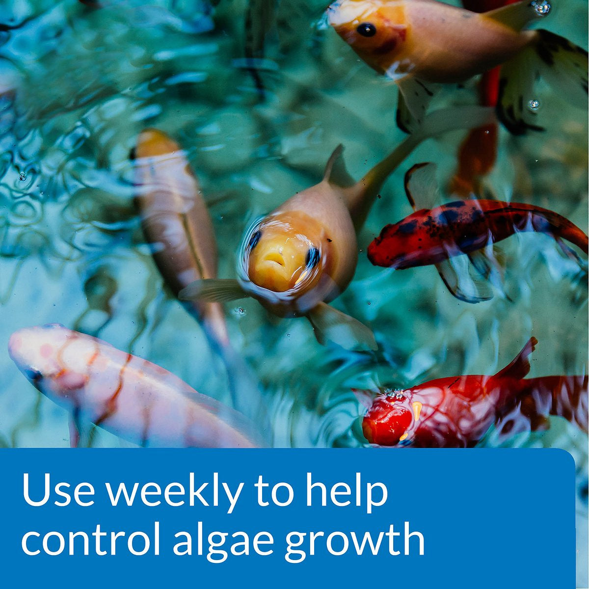 API Pond AlgaeFix Controls Algae Growth and Works Fast