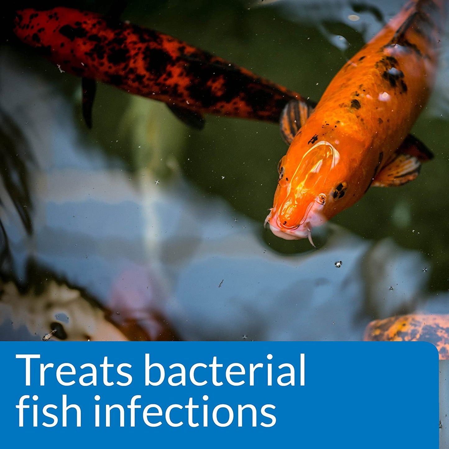 API Pond Melafix Treats Bacterial Infections for Koi and Goldfish