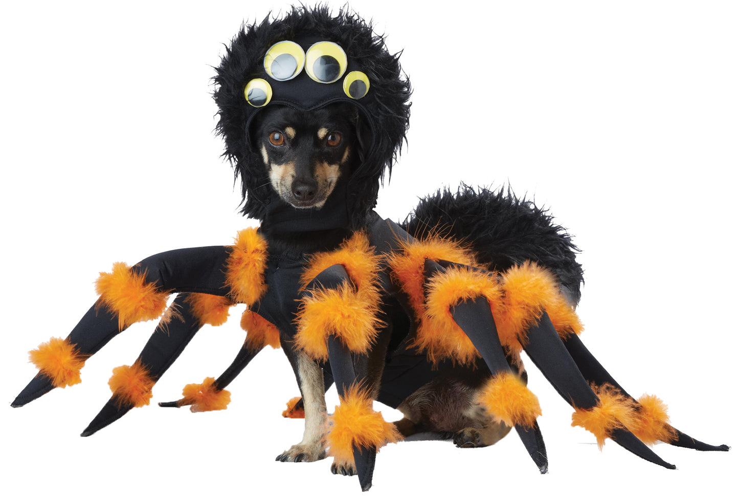 Pet Spider Medium