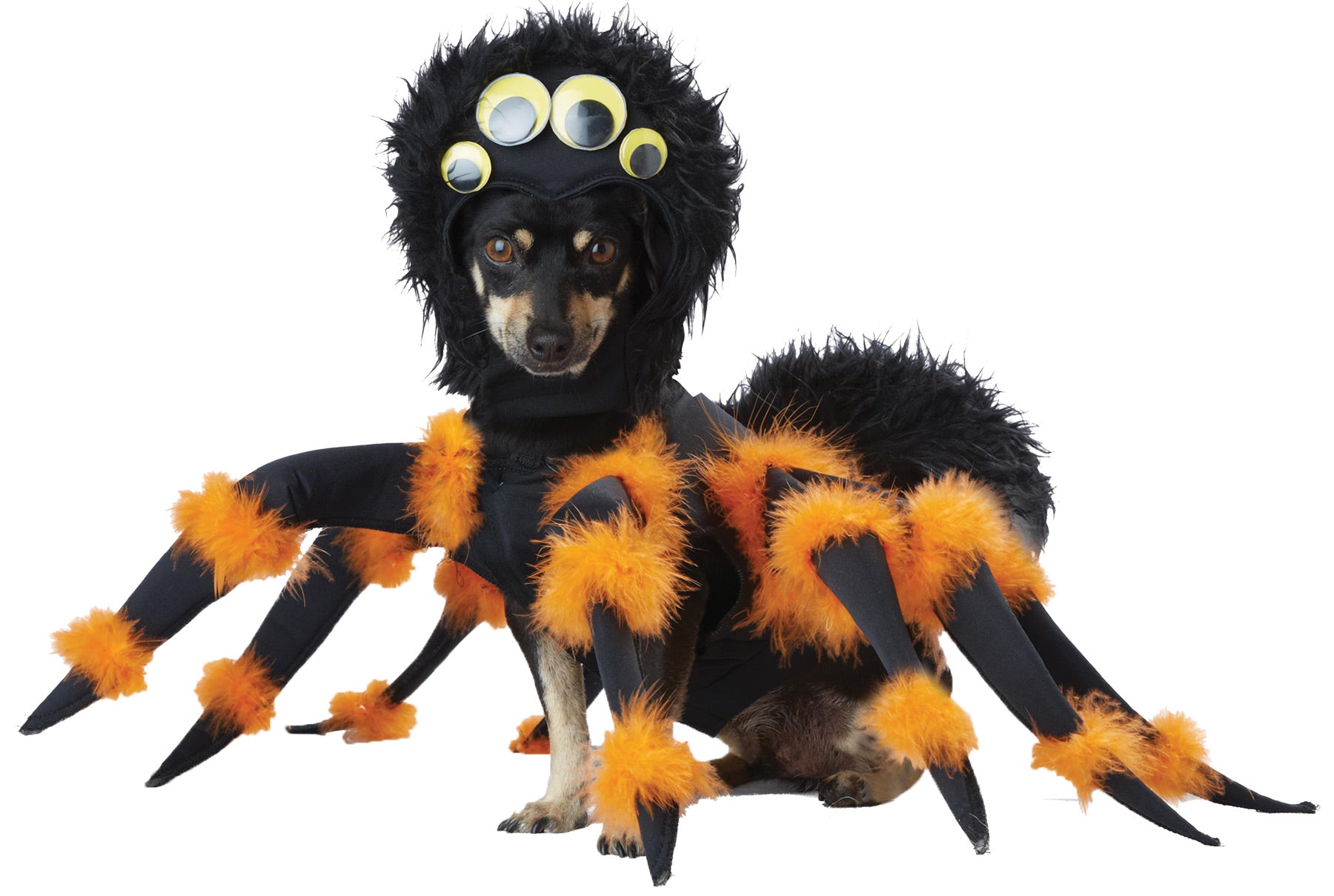 Pet Spider Medium