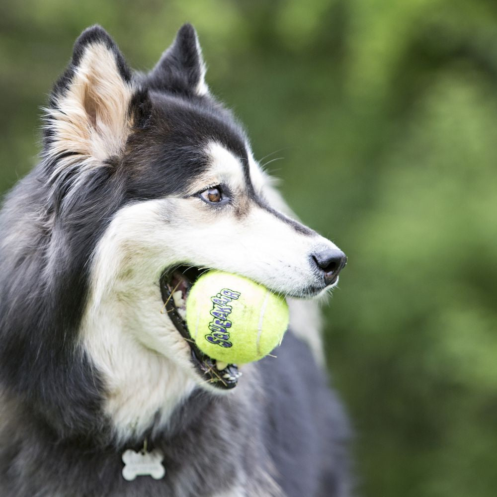 KONG Air Dog Squeaker Tennis Balls Medium Dog Toy