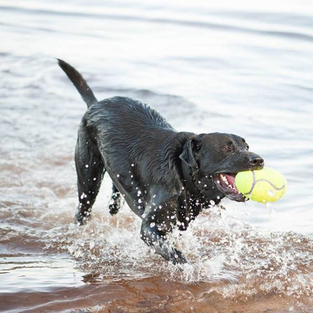 KONG Air Dog Football Squeaker