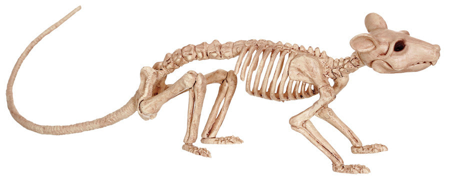 RAT SKELETON